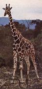 unknow artist Livsrummet had shrank ago giraffe pa its hemkontinent oil painting reproduction